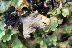 Yarrumia colensoi