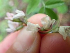 Astragalus robbinsii