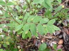 Astragalus robbinsii