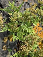 Ligusticum