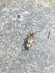 Etorofus obliteratus