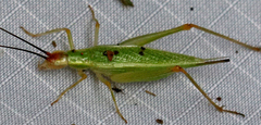 Oecanthus varicornis