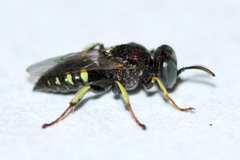 Oxybelus bipunctatus