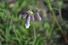 Penstemon hirsutus