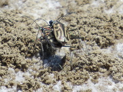Eunota gabbii