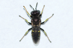 Oxybelus bipunctatus