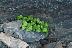 Micranthes porsildiana