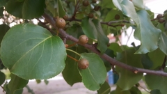 Pyrus calleryana