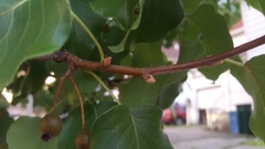 Pyrus calleryana