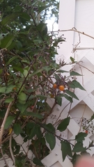 Solanum dulcamara