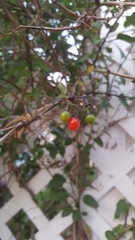 Solanum dulcamara