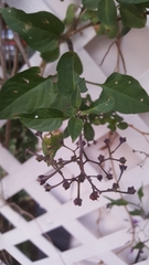 Solanum dulcamara