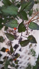 Solanum dulcamara