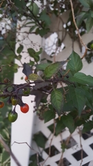 Solanum dulcamara