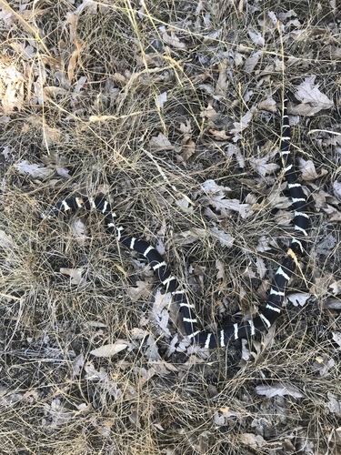 iNaturalist observation photo of California King Snake