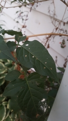Solanum dulcamara