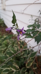 Solanum dulcamara