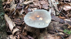 Russula modesta