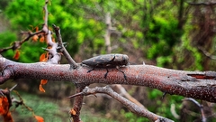 Actenodes calcaratus