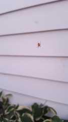 Araneus diadematus