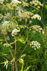 Cicuta maculata maculata
