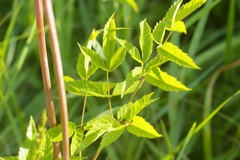 Cicuta maculata maculata