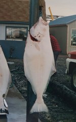 Hippoglossus stenolepis