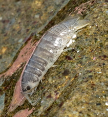 Cirolana harfordi