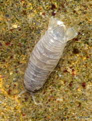 Cirolana harfordi