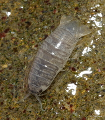 Cirolana harfordi