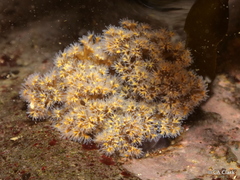 Themiste pyroides
