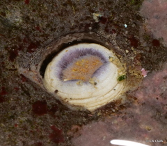 Themiste pyroides