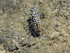Eunota gabbii