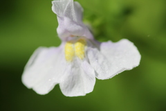 Mimulus ringens