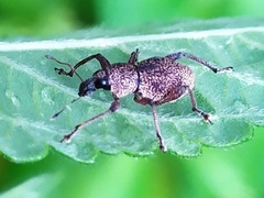 Metapocyrtus adspersus