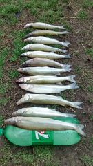 Atheriniformes