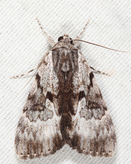 Catocala andromedae