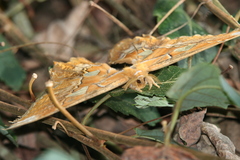 Rothschildia triloba