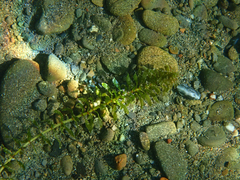 Hygrophila lacustris