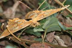 Rothschildia triloba