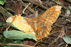 Rothschildia triloba