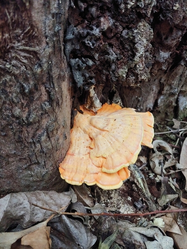 Western Hardwood Sulphur Shelf (Laetiporus gilbertsonii)