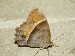 Taygetis thamyra