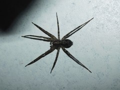 Acanthoctenus