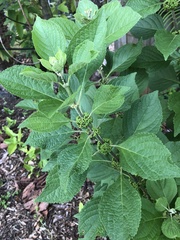 Callicarpa americana