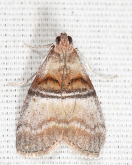 Pococera militella