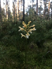 Platanthera × bicolor