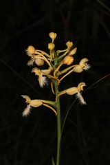 Platanthera × bicolor
