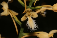 Platanthera × bicolor