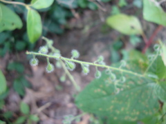 Puccinia circaeae